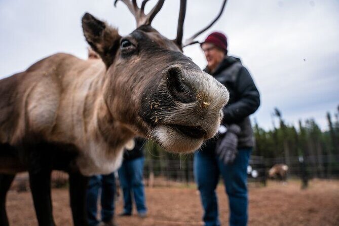 Reindeer Meet and Greet - Reindeer Meet and Greet: What you’re really signing up for