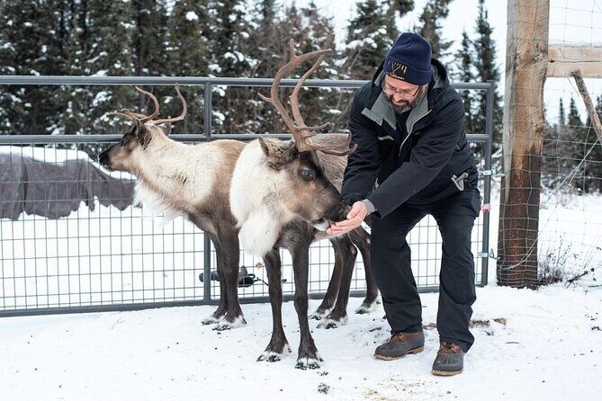 Reindeer Meet and Greet - Feeding and photo time: Fun, but keep your elbows in