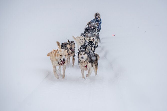 Sled Dog Sampler Ride in Fairbanks - Key Things to Know About This Sled Dog Sampler