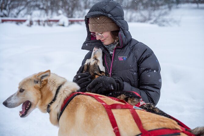 Sled Dog Sampler Ride in Fairbanks - Price and Value: What $85 Buys You in Fairbanks