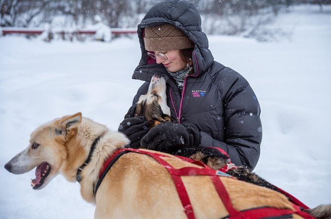 Sled Dog Sampler Ride in Fairbanks - Meet the Musher and the Dogs: More Than a Photo Stop