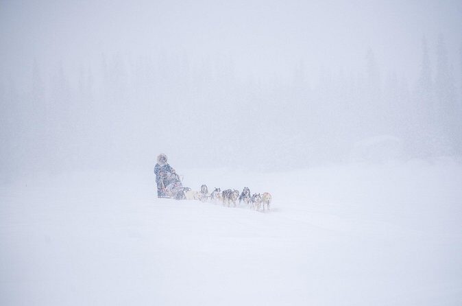 Sled Dog Sampler Ride in Fairbanks - The 2-Mile Training Run: Forest Tracks, Open Snow, and River-Linked Moments