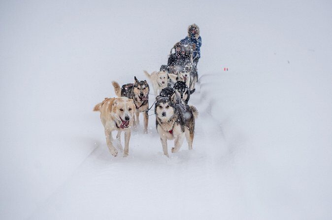 Sled Dog Sampler Ride in Fairbanks - Timing: How the 30 Minutes Feels on the Ground