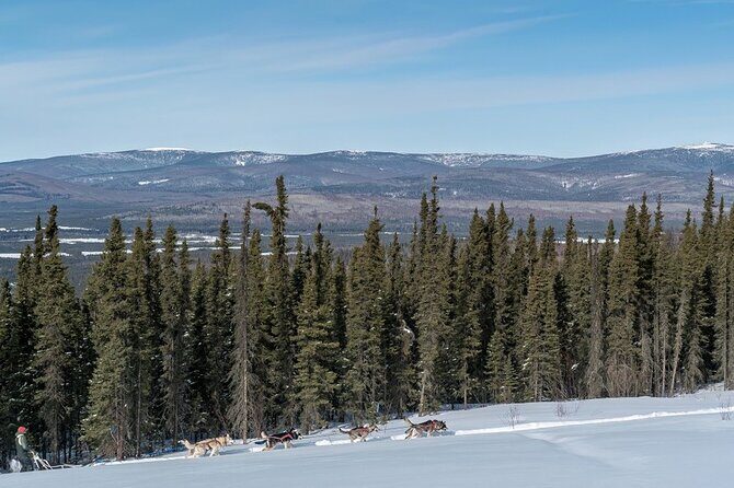 Sledding and Homesteading Adventure - Meet the dogs (and why the kennel time is the real bonus)