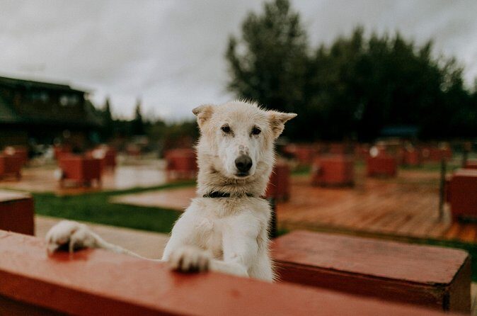 Summer Kennel Visit at Historic Trail Breaker Kennel - Why a Small Group Makes a Difference