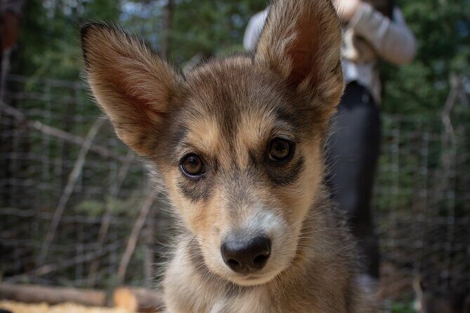 Summer Mushing Cart Ride & Kennel Tour - The Kennel Tour: What You Learn Before Anyone Hits the Trail