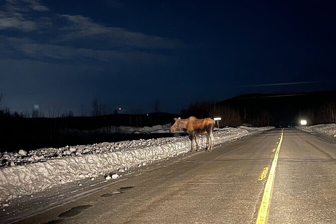 Vip Aurora Adventure from Fairbanks - Pickup at 11 pm: timing that shapes the whole night