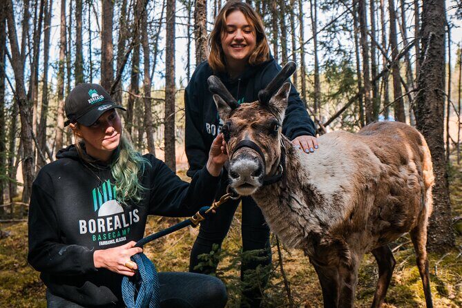 Walking with Reindeer Experience - Key highlights at a glance