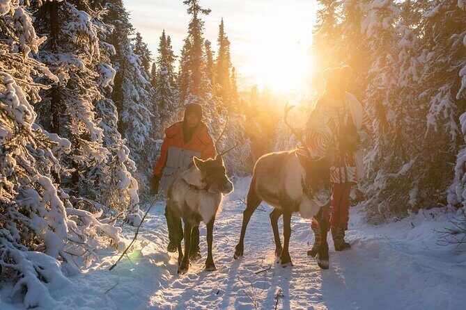 Walking with Reindeer Experience - Walking with Reindeer in Fairbanks: the idea in plain English