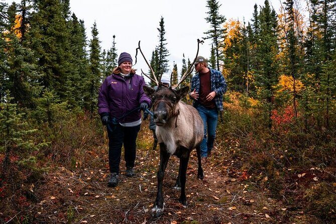 Walking with Reindeer Experience - Fairbanks logistics: where it starts and how to reach the site
