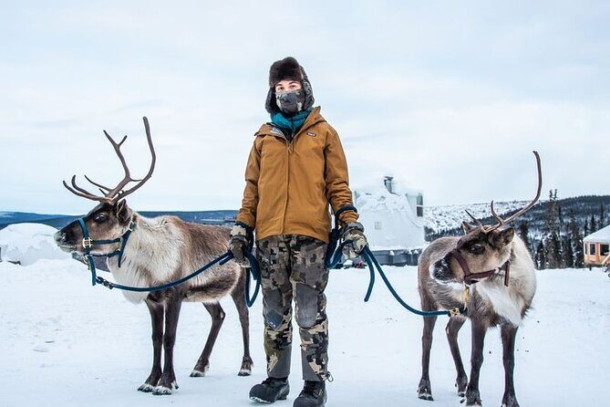 Walking with Reindeer Experience - Weather matters more than you think