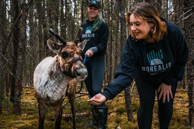 Walking with Reindeer Experience - The walk itself: 30 minutes through the Boreal Forest