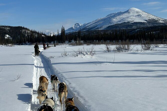 Winter Dog Sledding in Fairbanks - Key points before you go