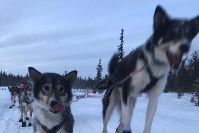 Winter Dog Sledding in Fairbanks - The dog team setup: 10–12 huskies and what that means