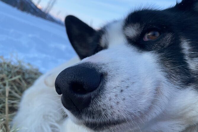 Winter Dog Sledding in Fairbanks - Trail time: photos, dog interaction, and the best kind of quiet