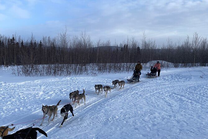Winter Dog Sledding in Fairbanks - Price and value at $345 per person for a private dog sled session